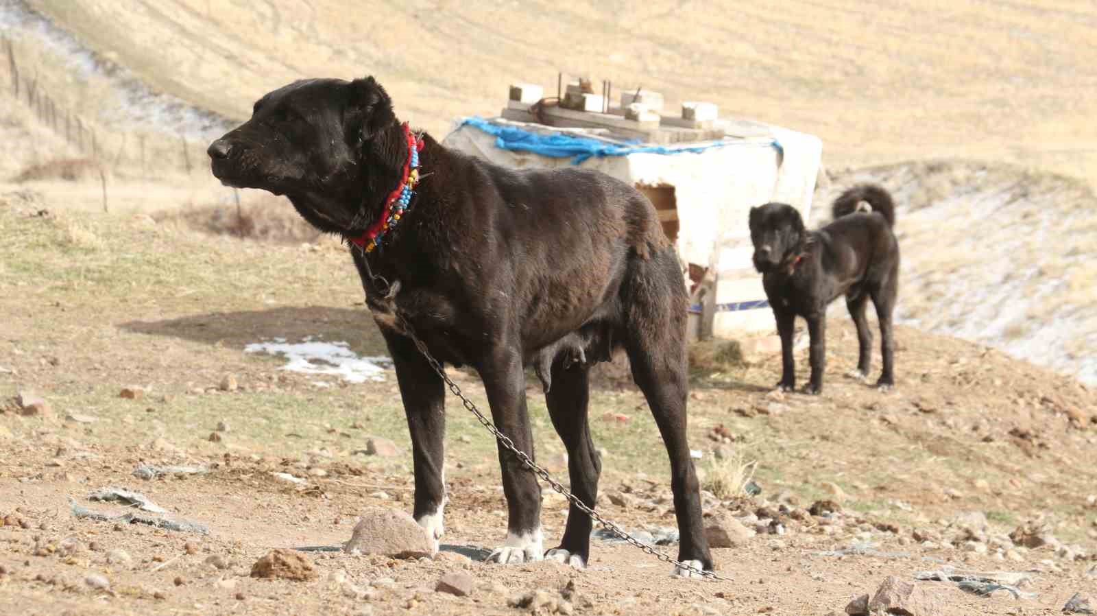 baskentin siyah bekcileri haymana karasi 20 2fwSRqhy