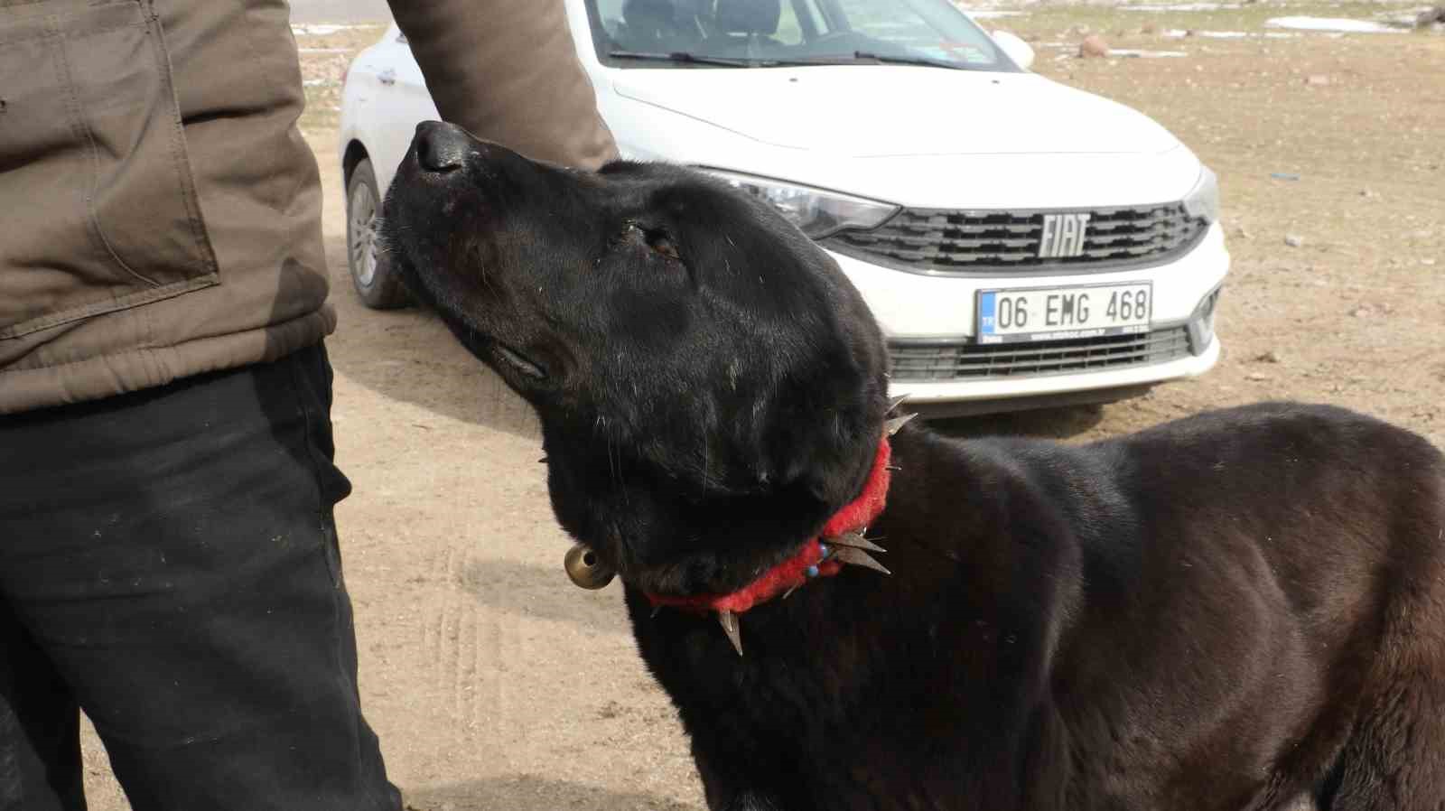 baskentin siyah bekcileri haymana karasi 26 S38NmEkX