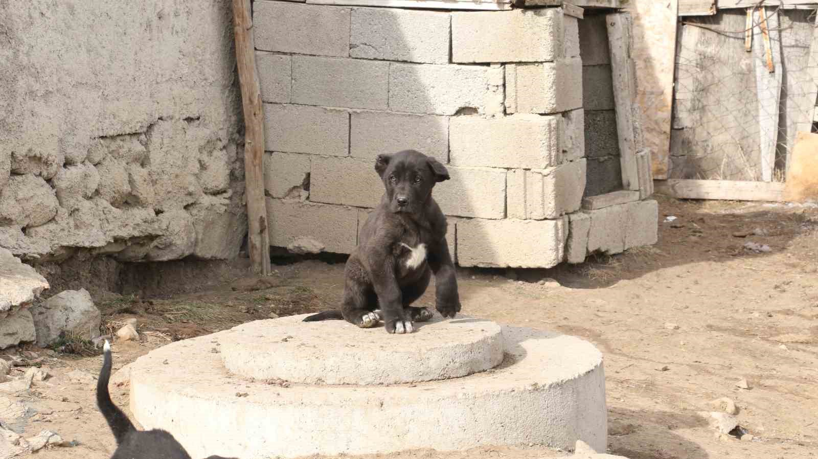 baskentin siyah bekcileri haymana karasi 3 PMEOyLG6