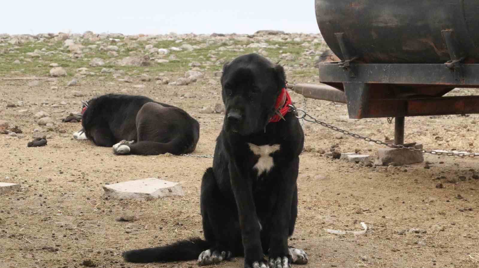 baskentin siyah bekcileri haymana karasi 32 Ugji15rf