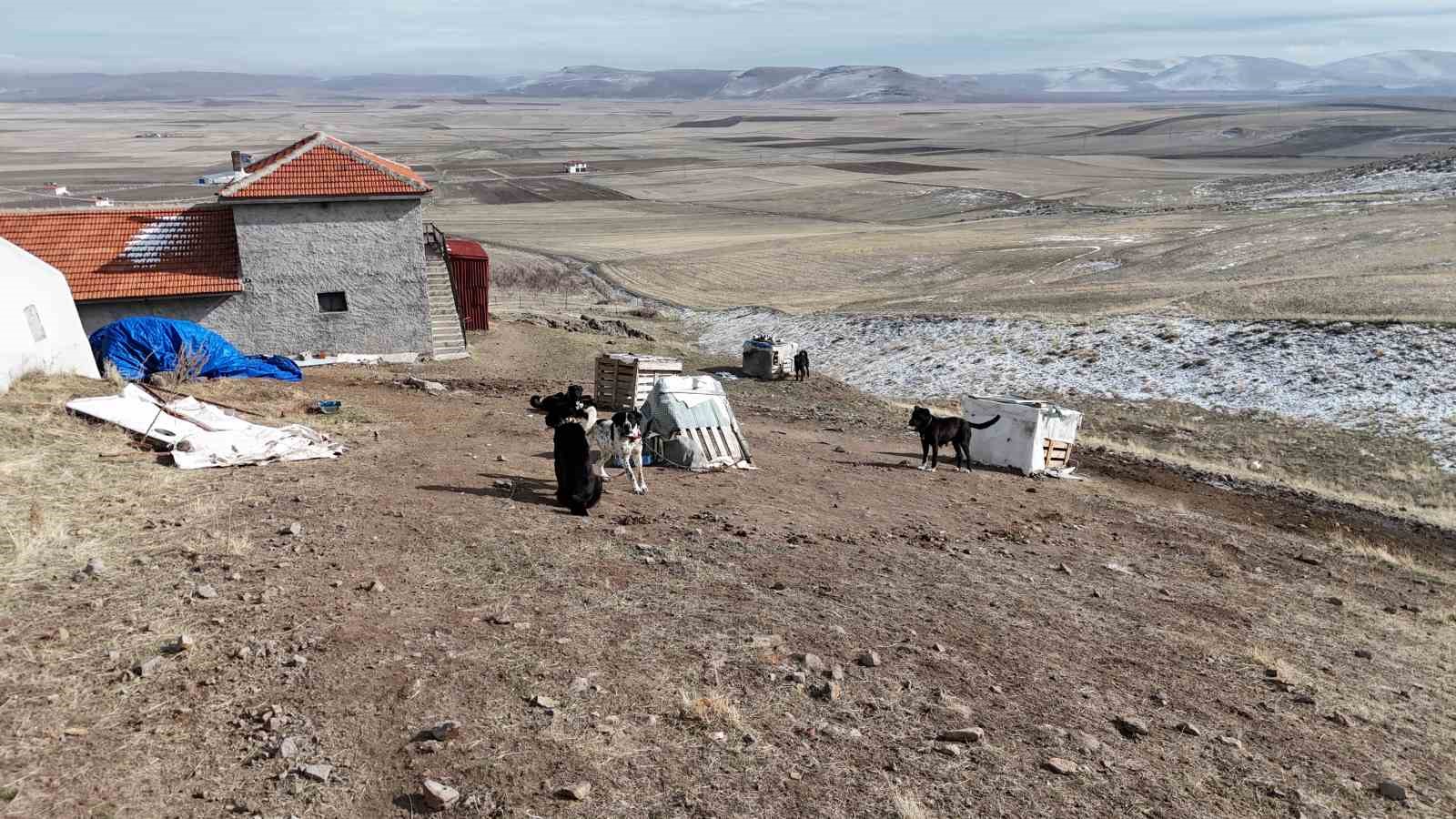 baskentin siyah bekcileri haymana karasi 38 Z9mWOvkX