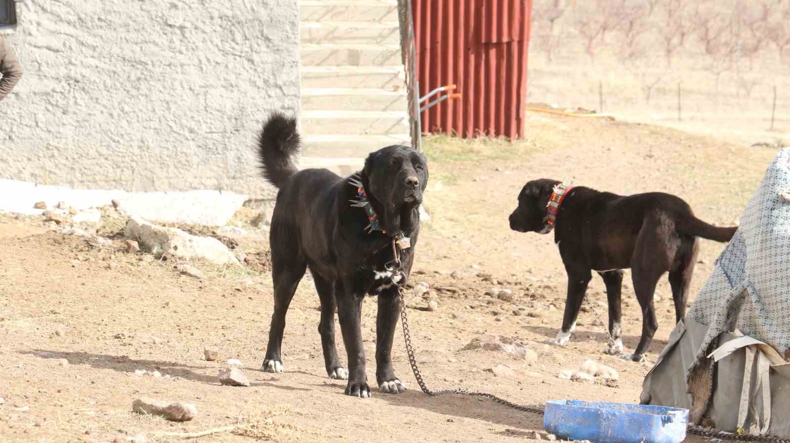 baskentin siyah bekcileri haymana karasi 9 mwjBJAtP