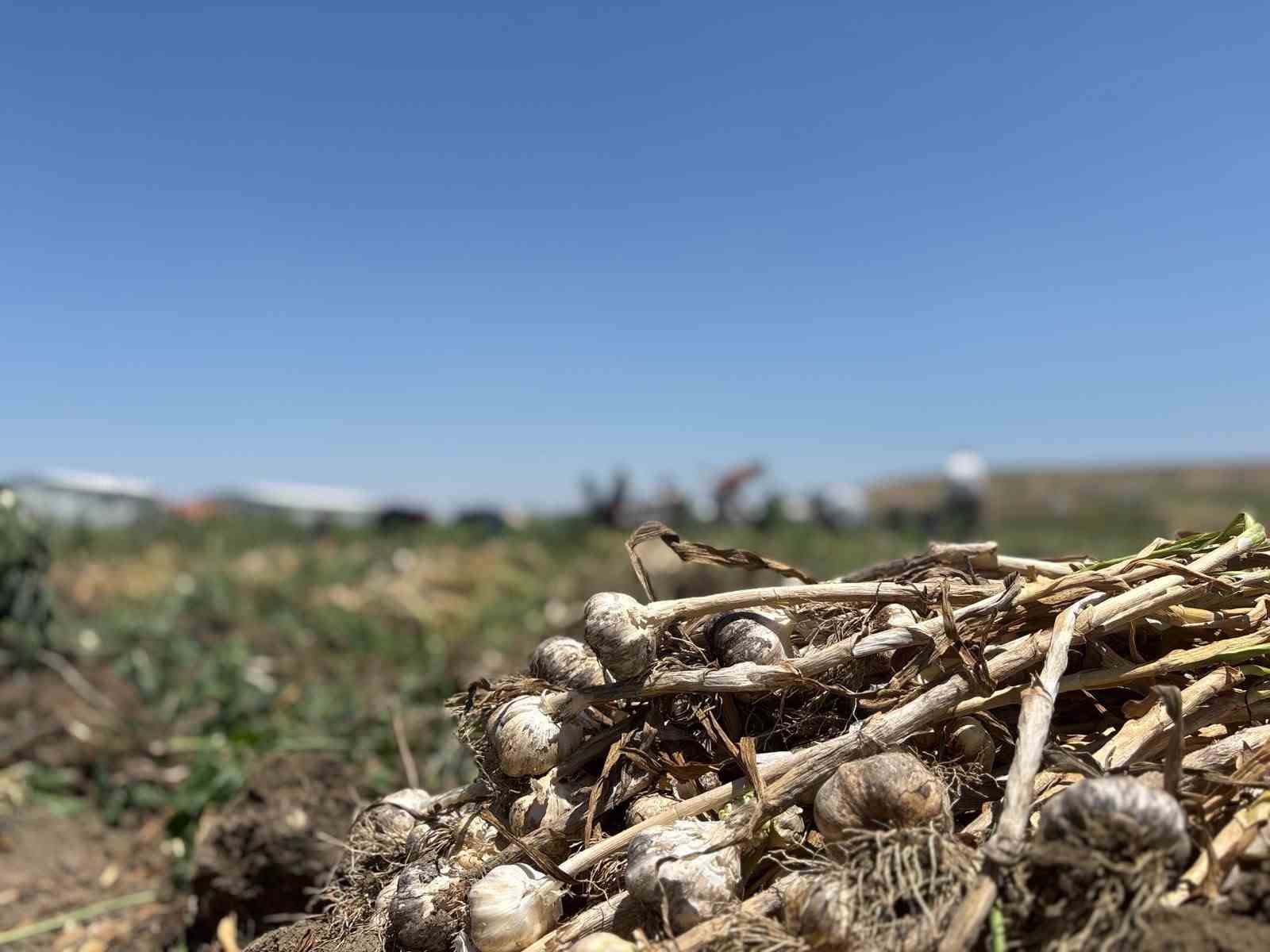baskentte alternatif tarimin yeni urunu ilk kez yetistirilen sarimsakta 350 tonluk rekolte 4 j9XPHKhz