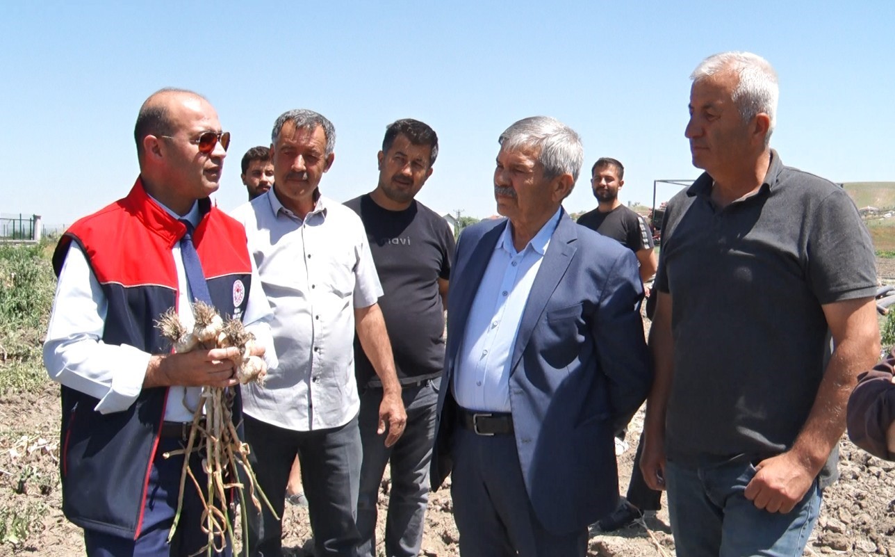 baskentte alternatif tarimin yeni urunu ilk kez yetistirilen sarimsakta 350 tonluk rekolte 6 IDX3JqHb