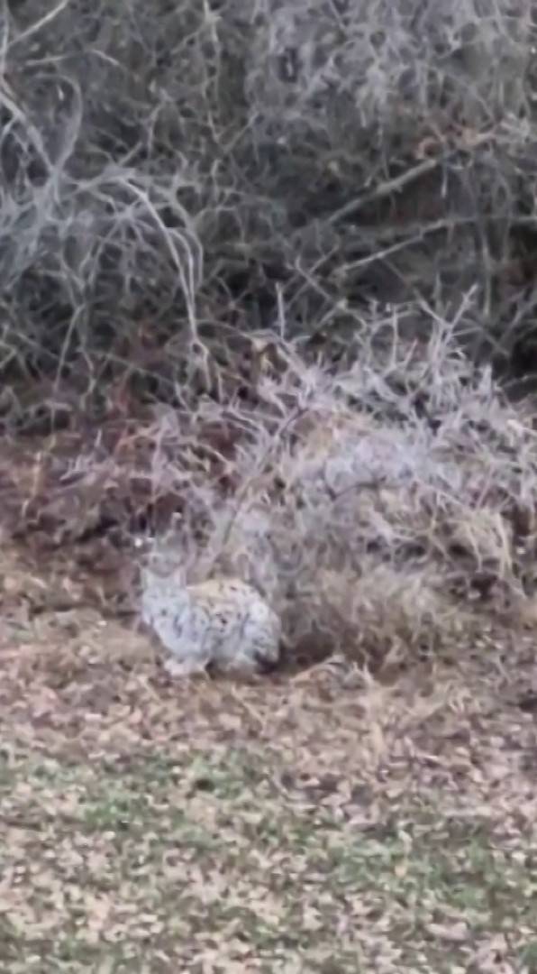 basta kedi sandi gercegi anlayinca sasirdi 1 2mJBVe34