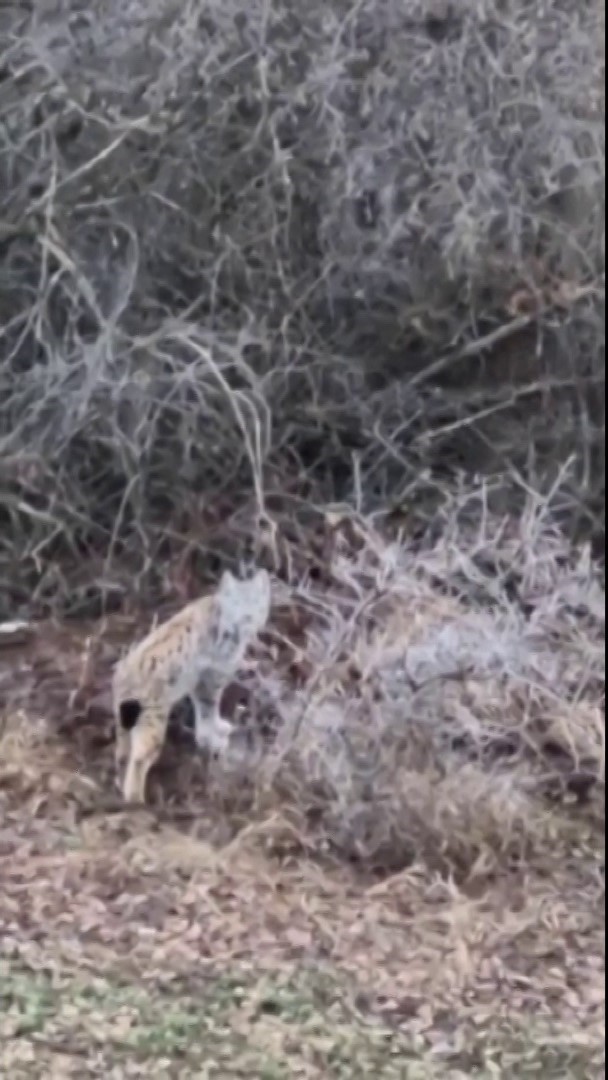 basta kedi sandi gercegi anlayinca sasirdi 3 CYcSfnPQ