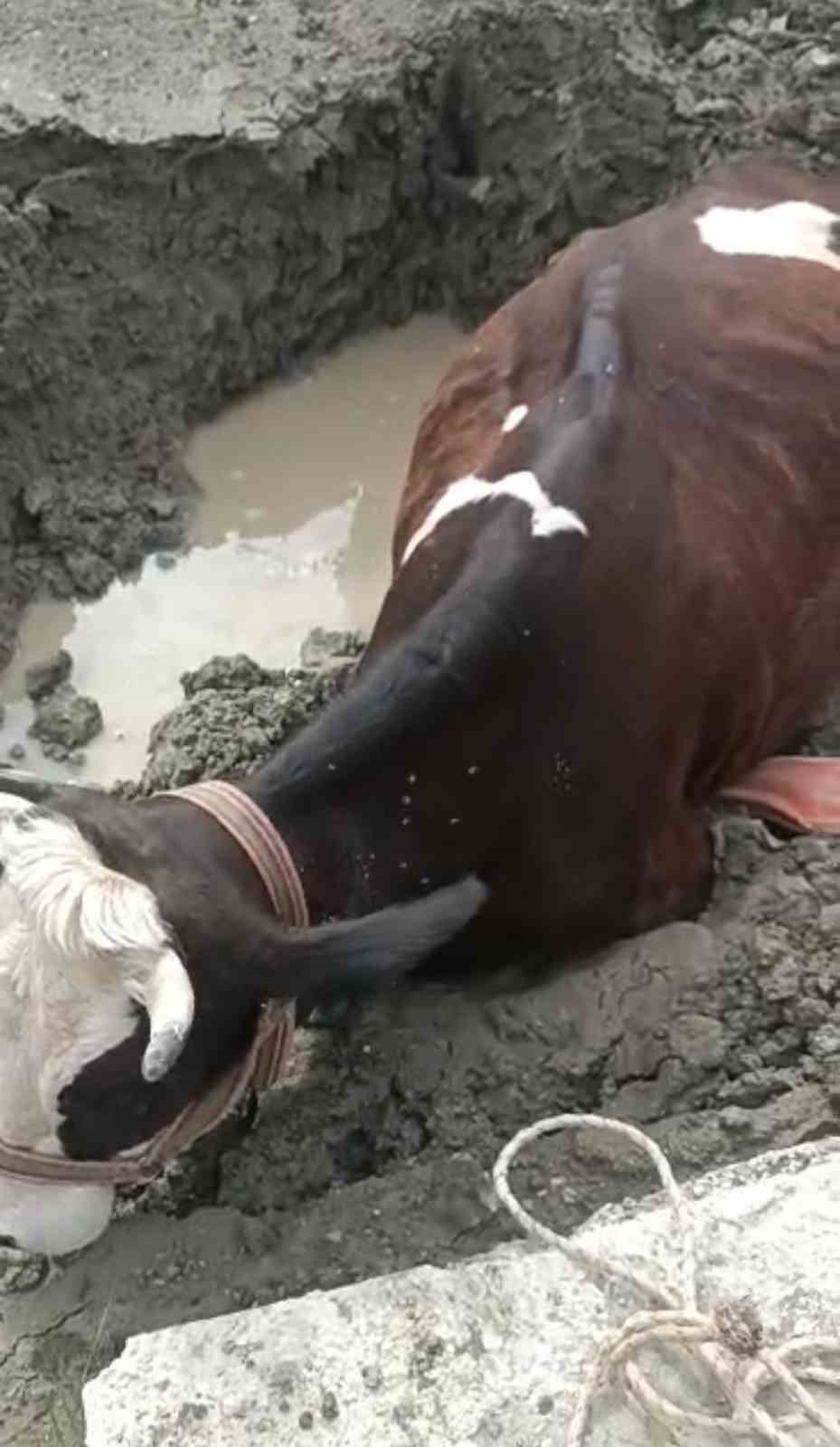 bataklikta mahsur kalan inek is makinesiyle kurtarildi 2 eMdinccG