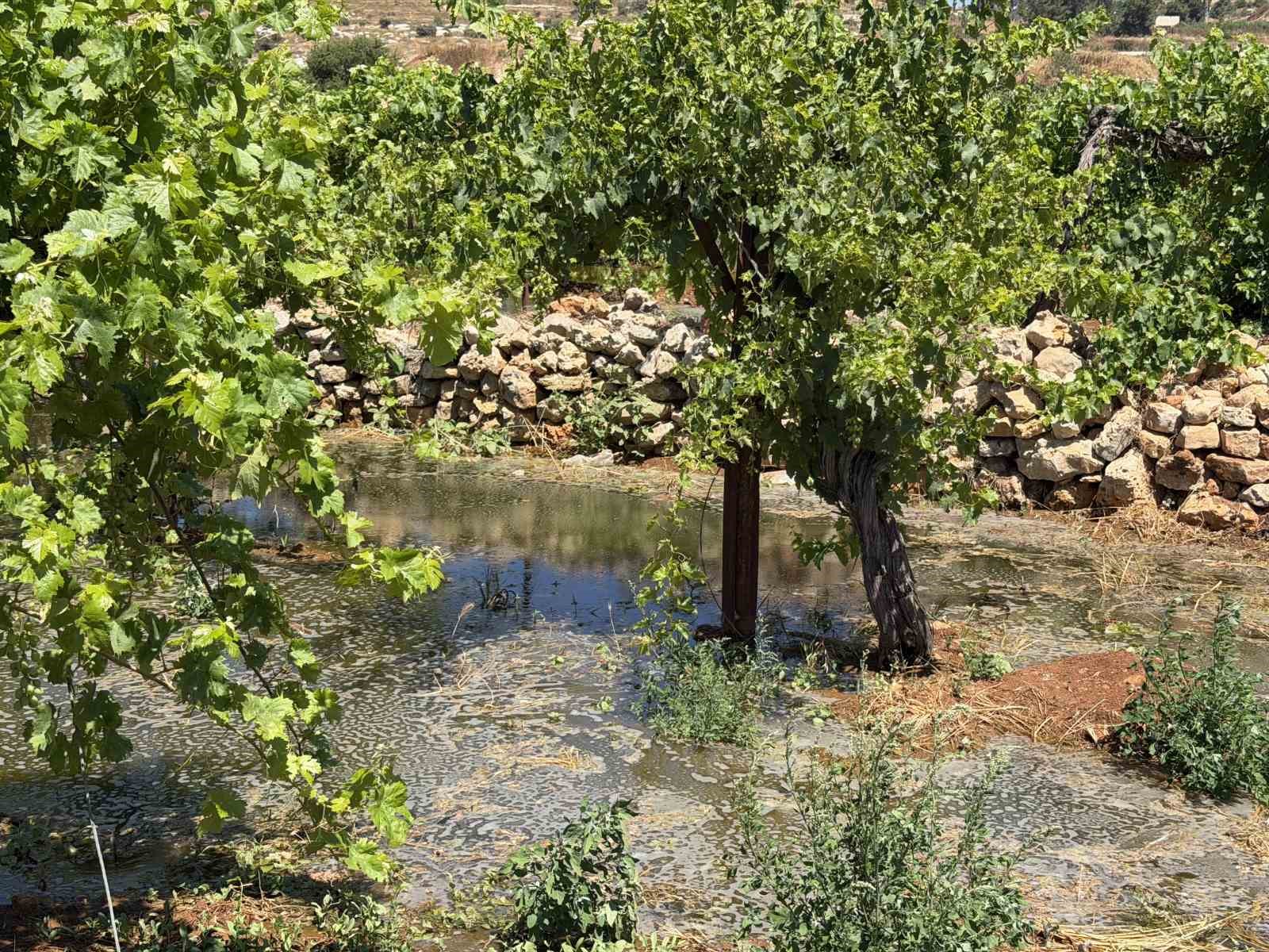 bati seriadaki israilli yerlesimciler filistinlilerin tarim arazilerine kanalizasyon atigi birakti 1 2WFHBFhh
