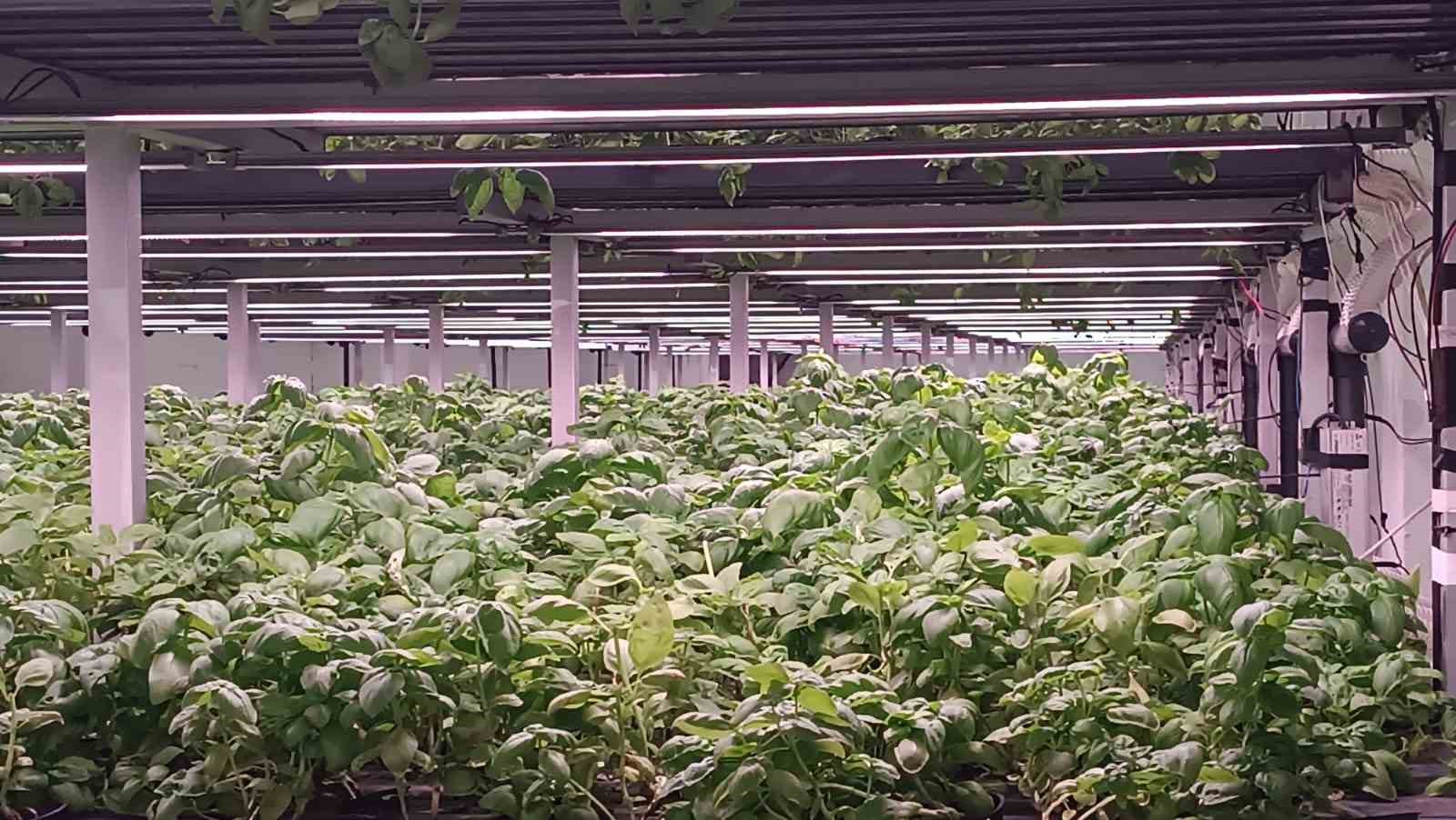 batmana eksi birinci katta 30 milyonluk dikey tarim yatirimi 10 5tYvmAvd