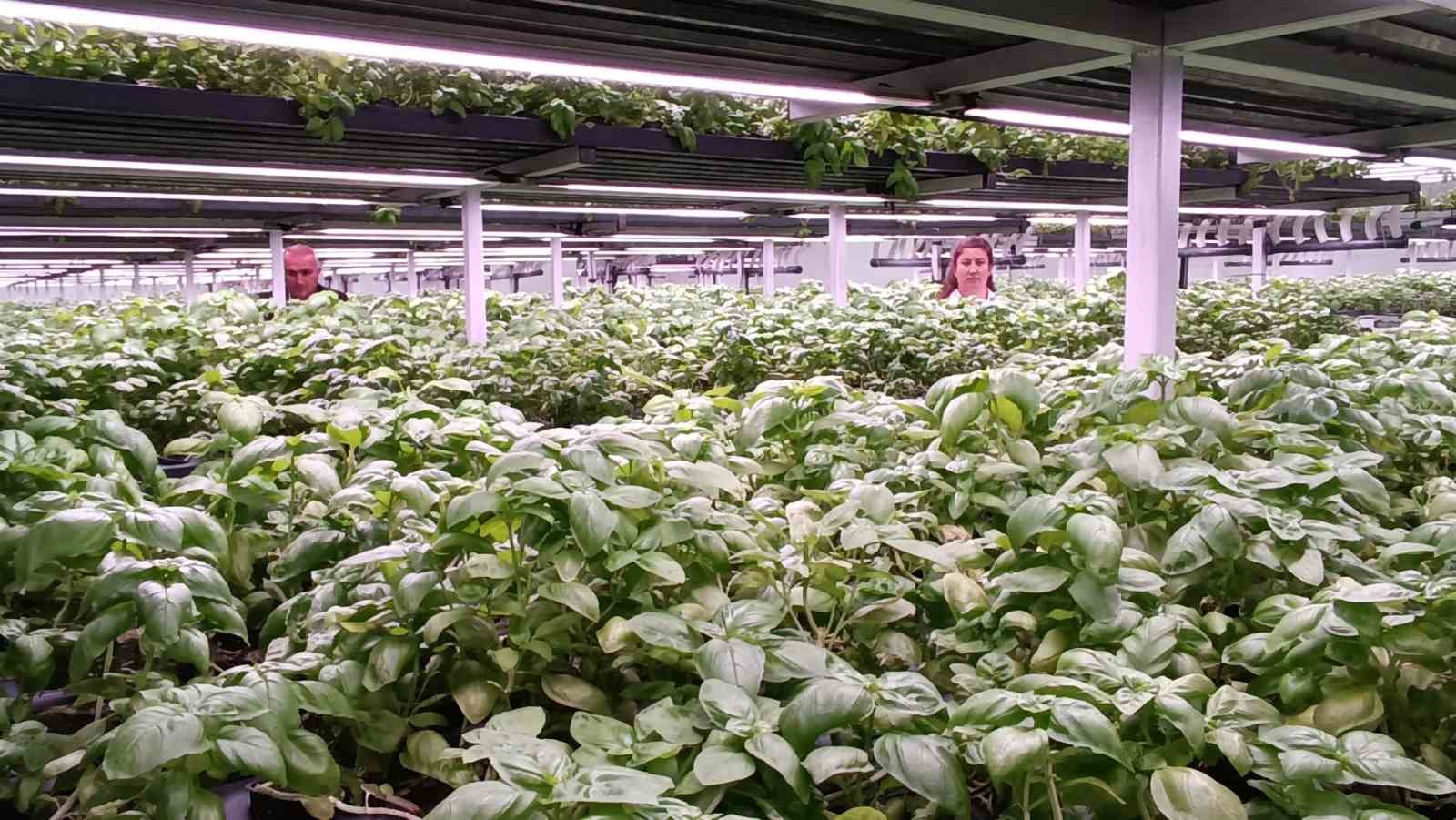 batmana eksi birinci katta 30 milyonluk dikey tarim yatirimi 12 ZIuwtwPD