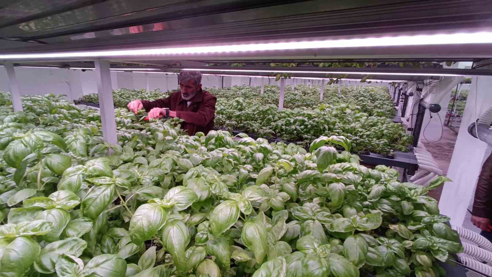 batmana eksi birinci katta 30 milyonluk dikey tarim yatirimi 13 qzuGLhjb
