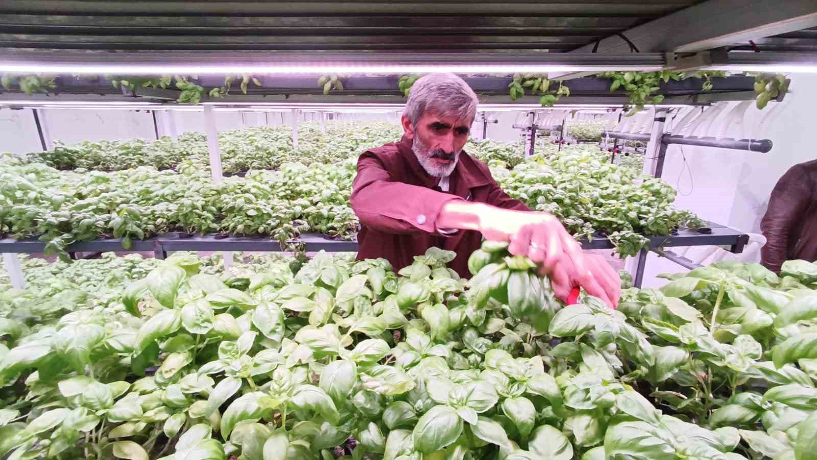 batmana eksi birinci katta 30 milyonluk dikey tarim yatirimi 14
