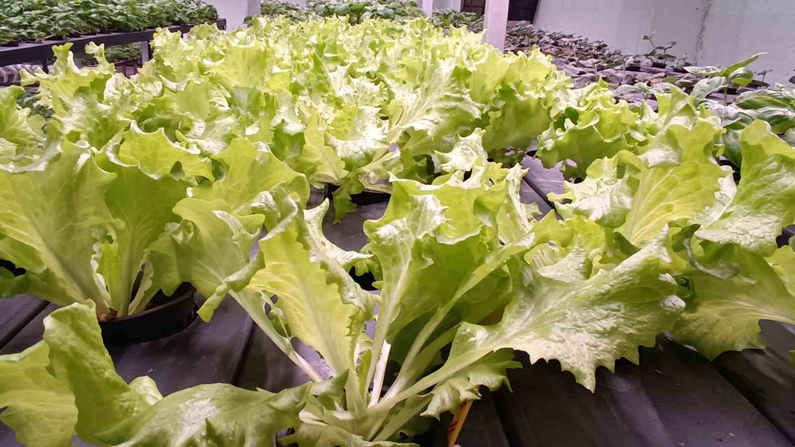 batmana eksi birinci katta 30 milyonluk dikey tarim yatirimi 3 yhVLHCy6
