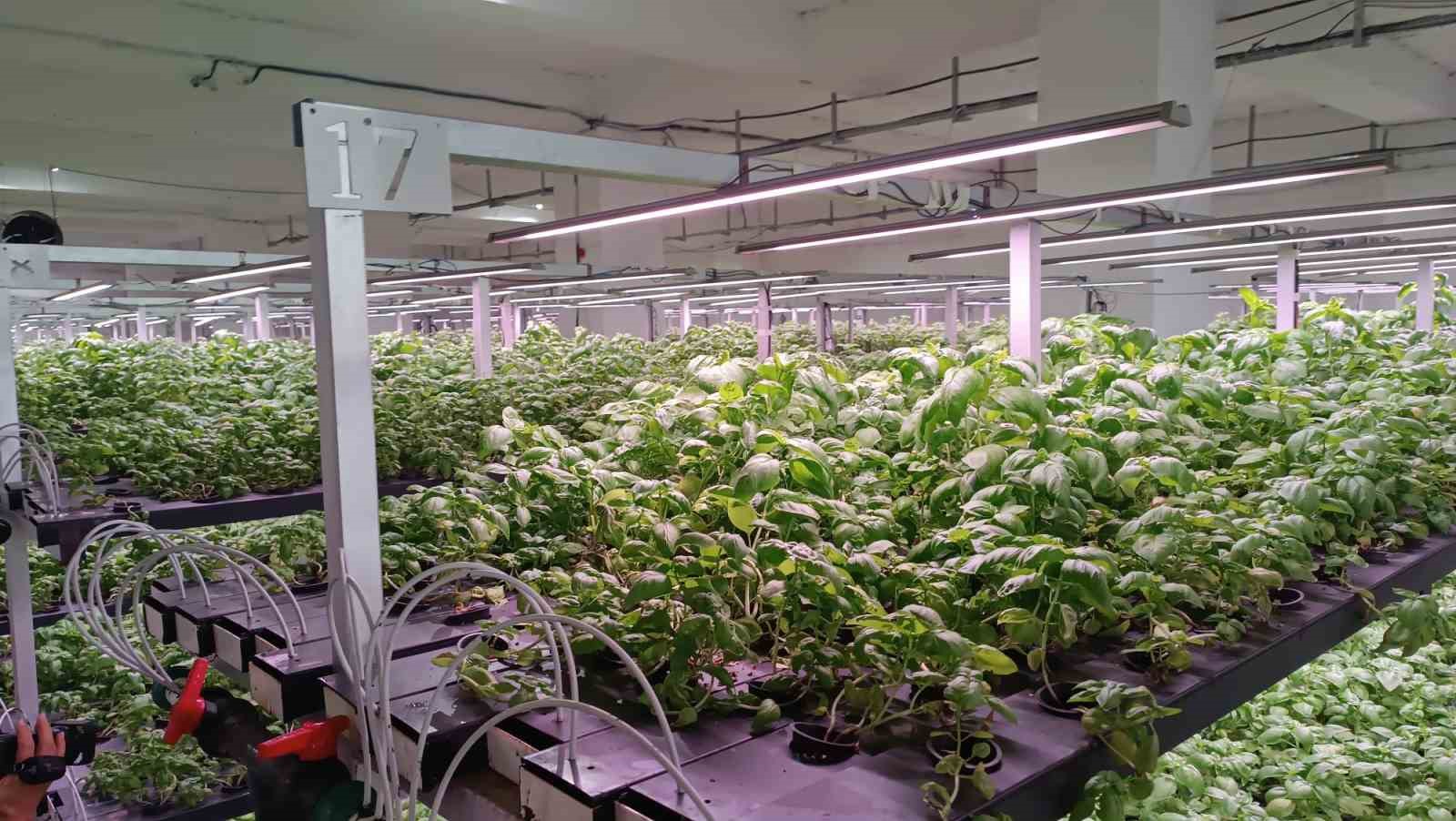 batmana eksi birinci katta 30 milyonluk dikey tarim yatirimi 9 TOrM88UL