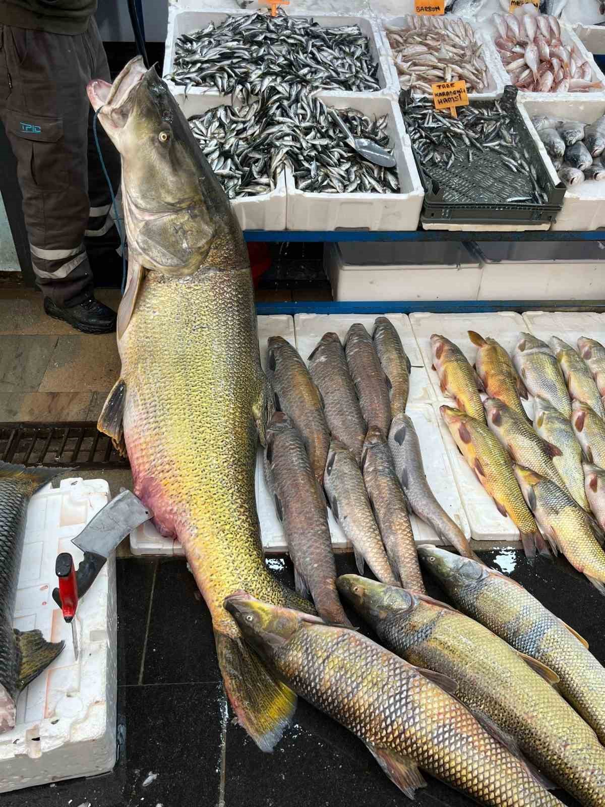 batmanda 120 kiloluk dev turna baligi gorenleri hayrete dusurdu 3
