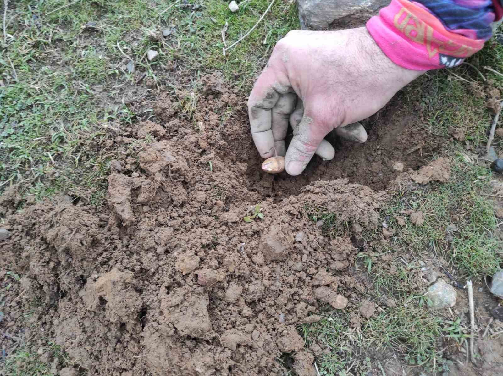 batmanda 3 bin mese palamudu toprakla bulusturuldu 4