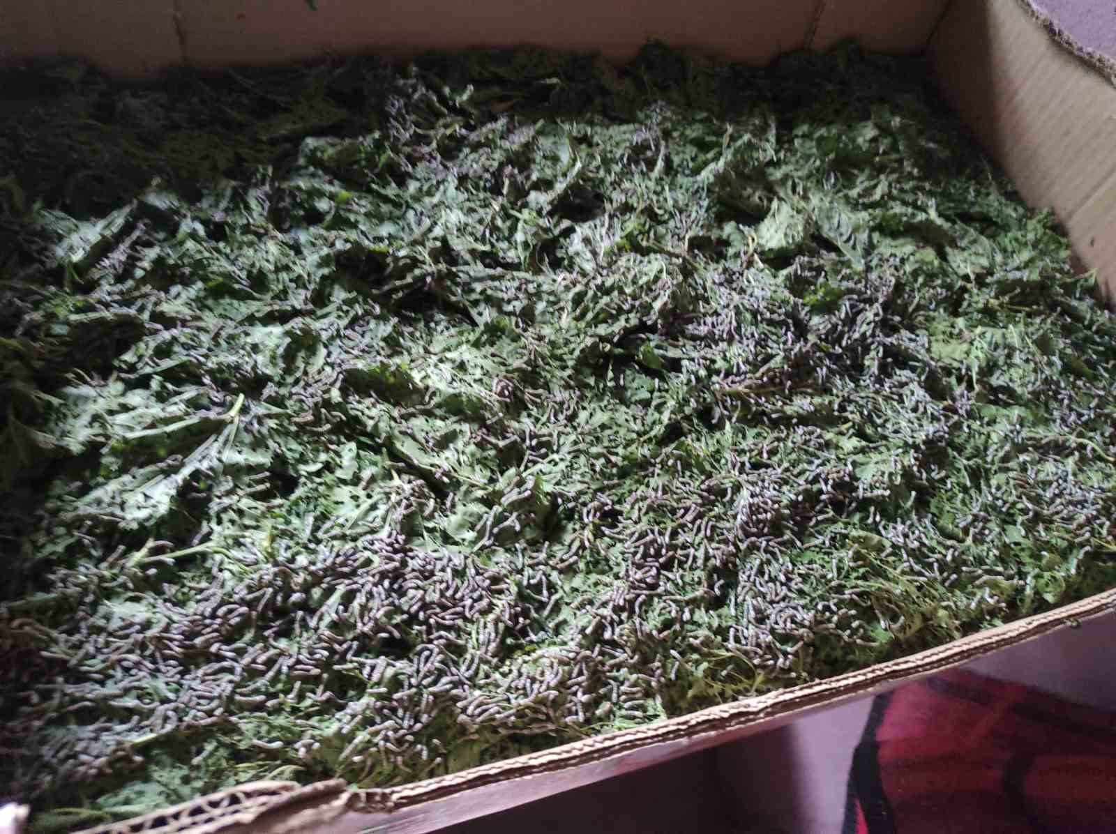batmanda 72 aileye ipek bocegi larvasi dagitildi 2 GuAA3Sya