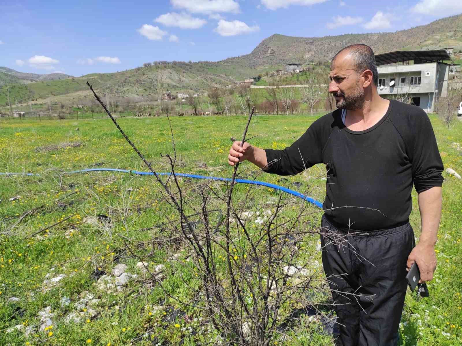 batmanda ani hava degisimleri meyve bahcelerini vurdu 3 YDz4gDBL