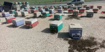 batmanda-arac-arizalaninca-binlerce-ari-telef-oldu-vW7OTJiY.jpg