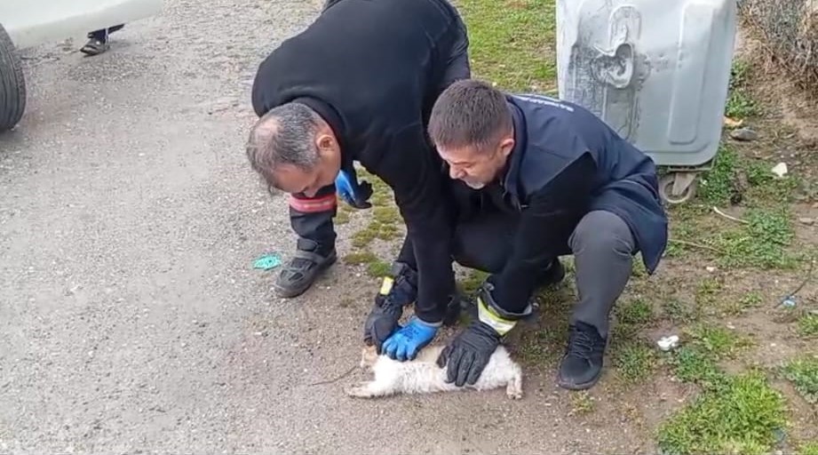 batmanda aracin motoruna sikisan kedi kurtarildi 1 AjnbBzLh