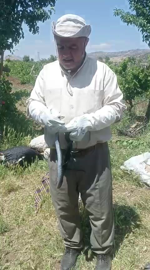 batmanda bir vatandas yakaladigi yilani dogaya birakti 0 WVldVg6P