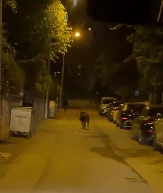batmanda domuz dehseti yayaya carpip yaraladi trafigin altini ustune getirdi 1 insmmr4l