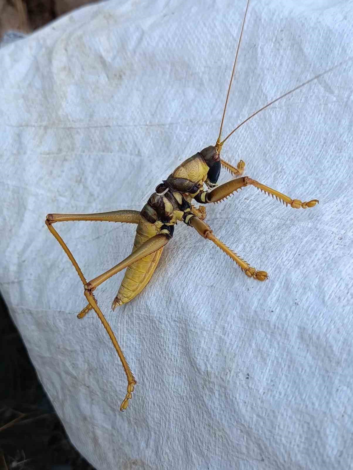batmanda etcil cekirge goruntulendi 0 zHnmyWMf