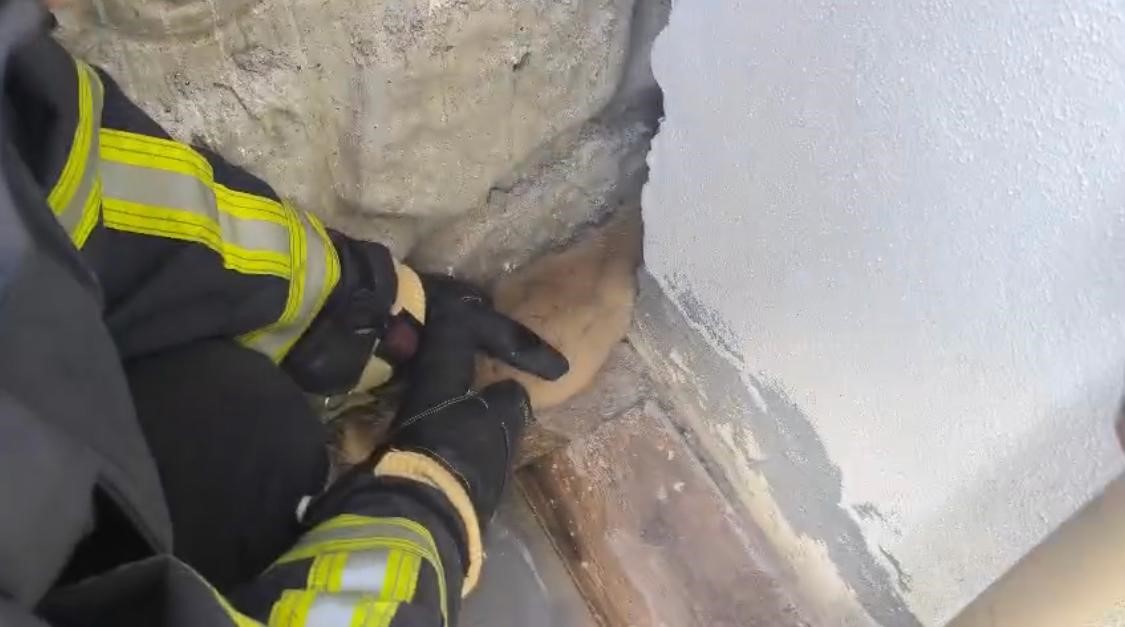 batmanda fabrika duvarina sikisan kopek kurtarildi isciler hayvani sahiplendi 2 O8Ej9tiy