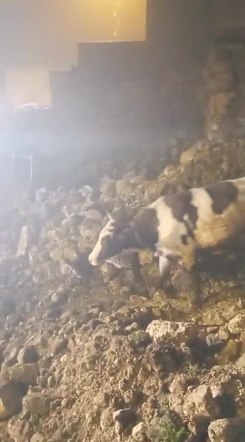 Batman’da fırtınada 2 katlı taş bina çöktü: Enkaz altında kalan 5 büyükbaş hayvan kurtarıldı 10 batmanda firtinada 2 katli tas bina coktu enkaz altinda kalan 5 buyukbas hayvan kurtarildi RJbY53js