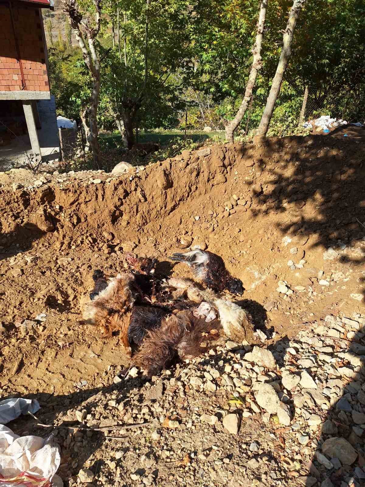 batmanda kurtlar agila girerek 10 adet kucukbas telef etti 0 V3hwTC7g