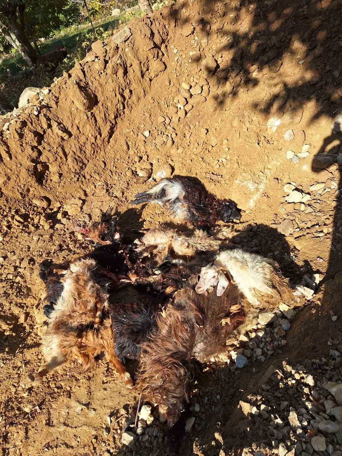 batmanda kurtlar agila girerek 10 adet kucukbas telef etti 1 fMqETtsy