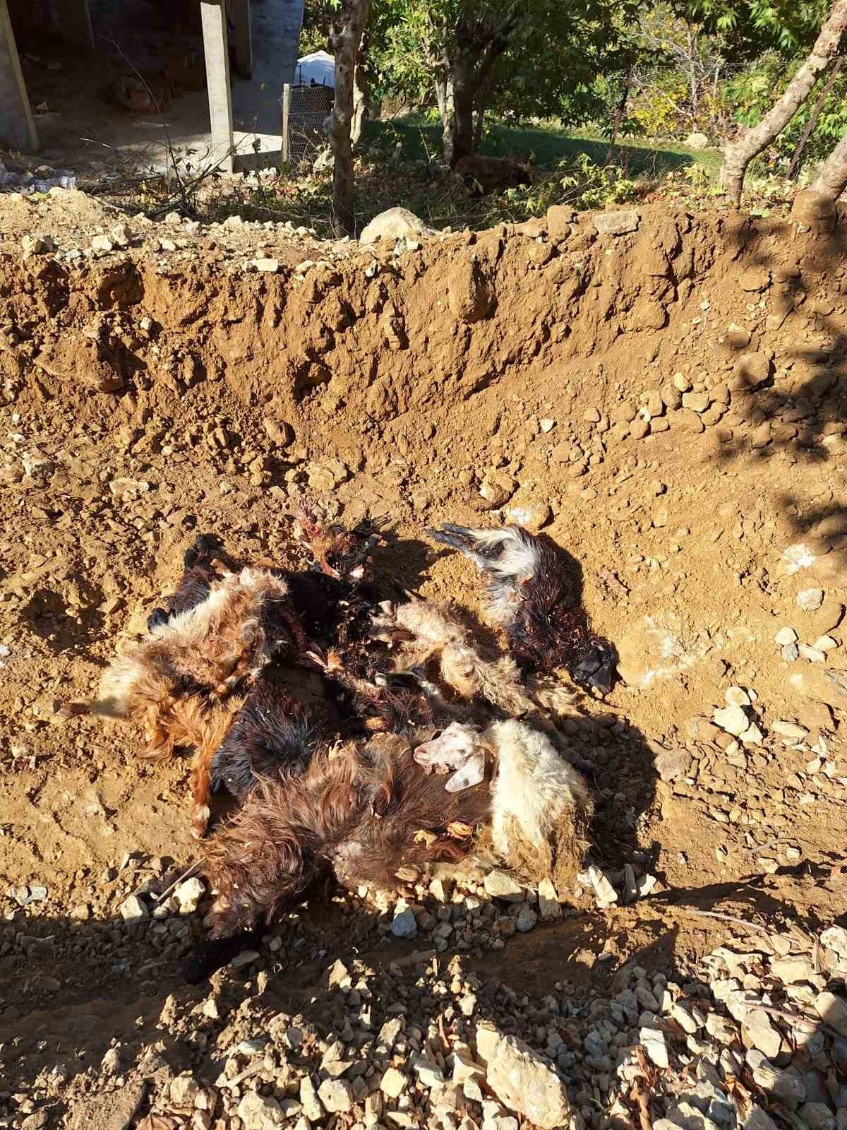 batmanda kurtlar agila girerek 10 adet kucukbas telef etti 2 OdLuHMka