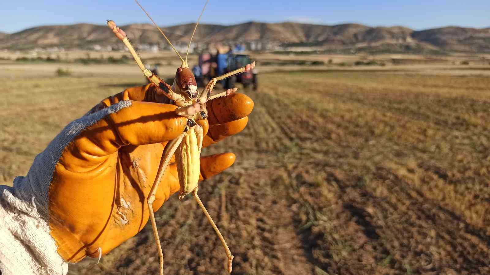batmanda mercimek hasadinda gorulen dev cekirge sasirtti 1 XIAUm9EG