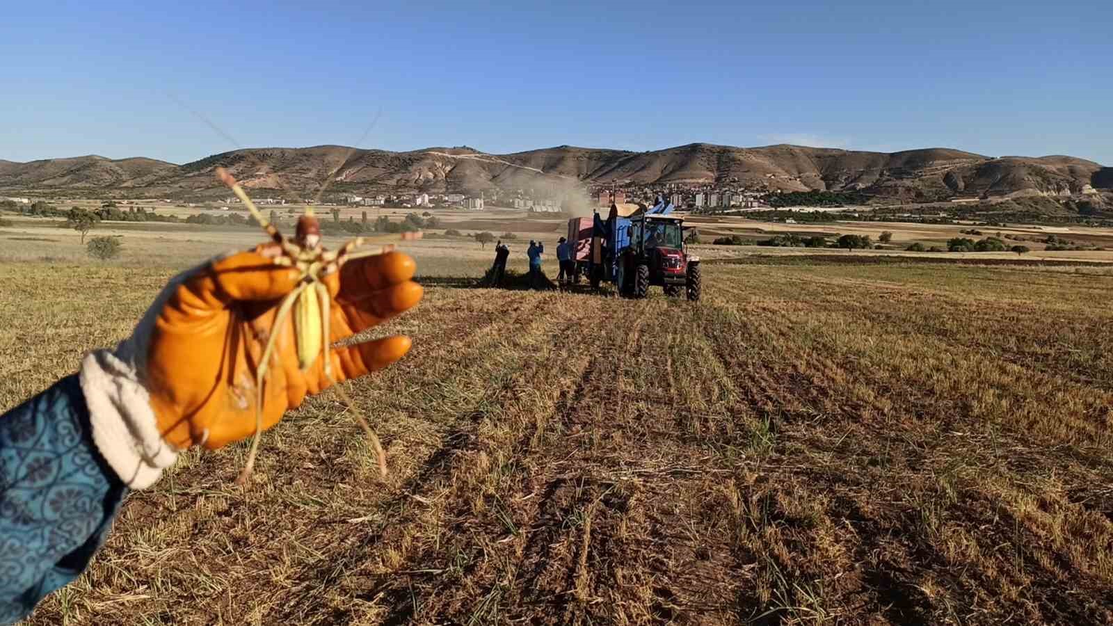 batmanda mercimek hasadinda gorulen dev cekirge sasirtti 2 BTIFptmK