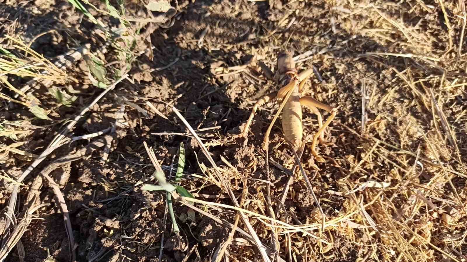 batmanda mercimek hasadinda gorulen dev cekirge sasirtti 3