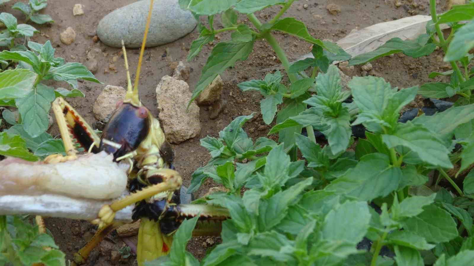 batmanda mercimek hasadinda gorulen dev cekirge sasirtti 4