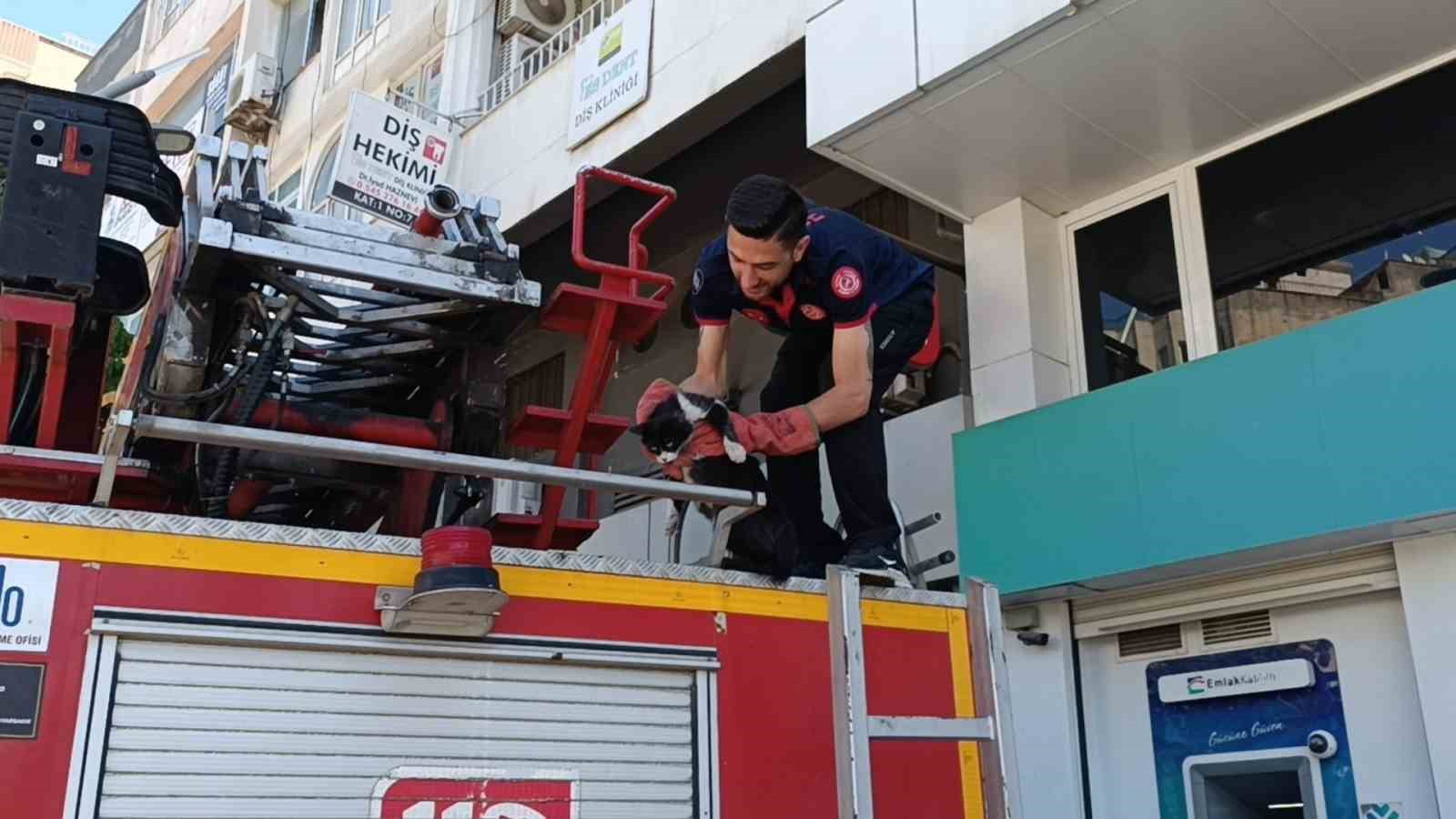 batmanda vefakar kedi arkadasini yalniz birakmadi 0 XsLyrOme