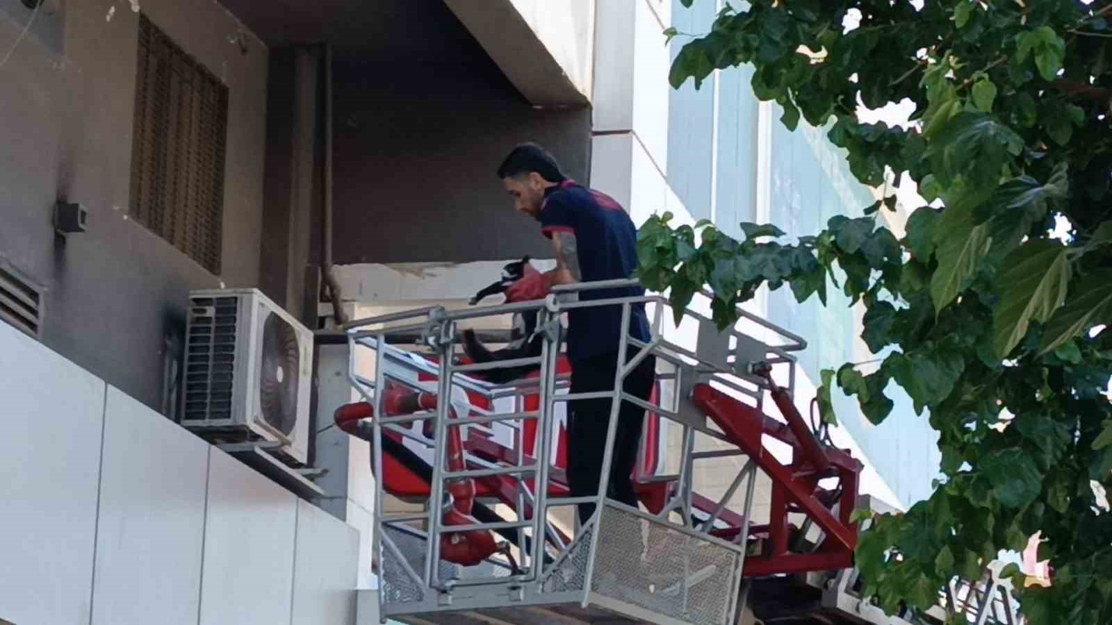 batmanda vefakar kedi arkadasini yalniz birakmadi 2 2jWUvuTW