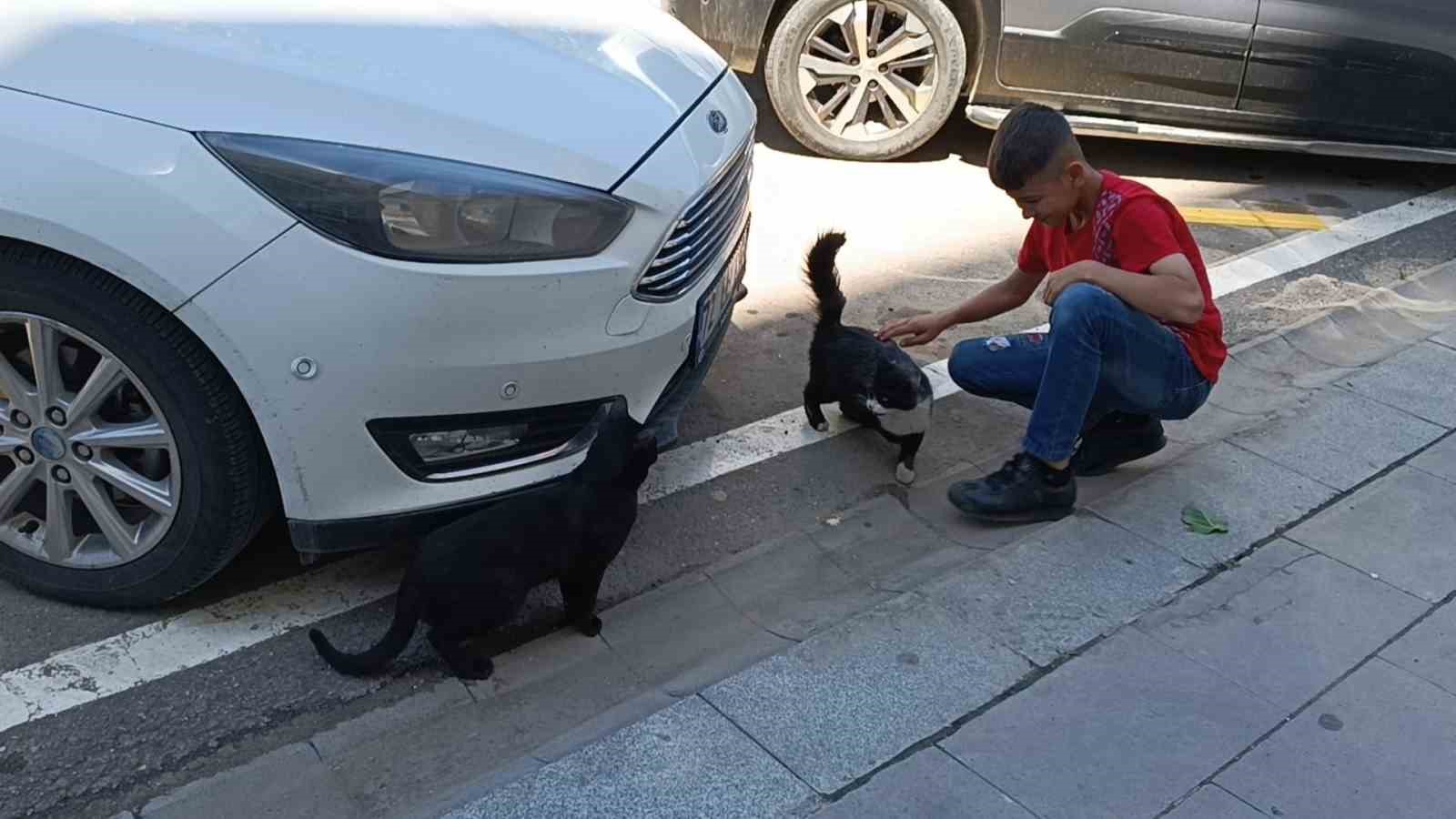 batmanda vefakar kedi arkadasini yalniz birakmadi 3 e5eafZHO
