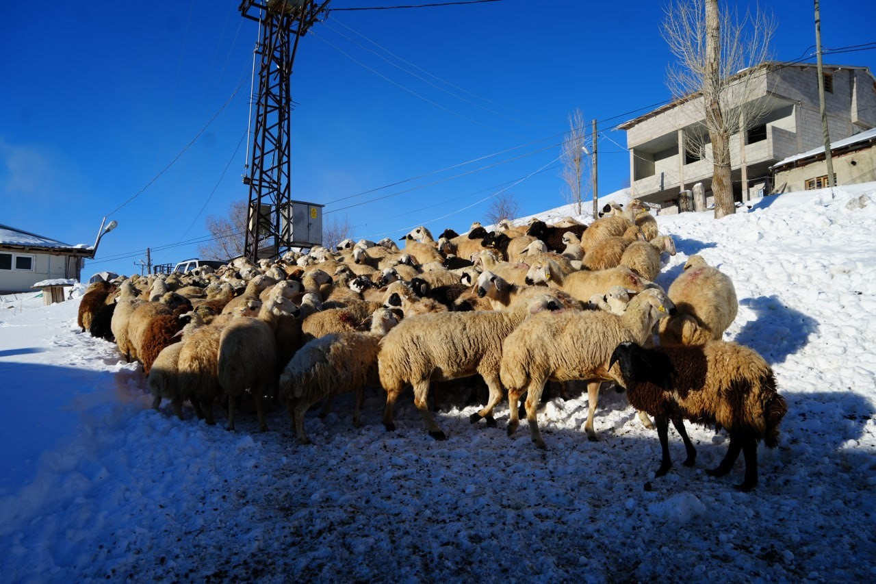 Bayburtlu besici zorlu kış şartlarına rağmen 140 hayvanını sevgiyle büyütüyor 5 bayburtlu besici zorlu kis sartlarina ragmen 140 hayvanini sevgiyle buyutuyor 1 LZJUqwyN