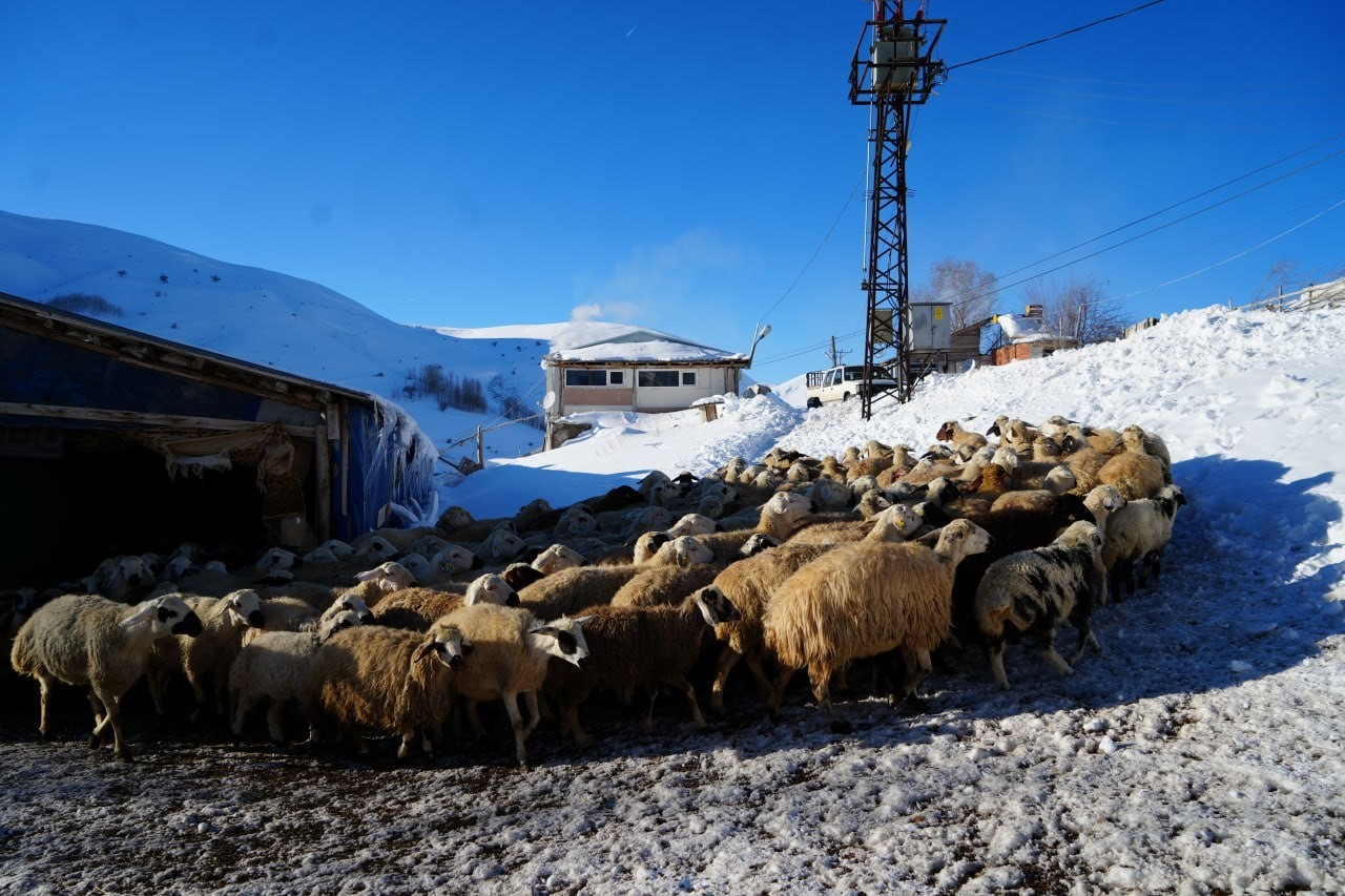 Bayburtlu besici zorlu kış şartlarına rağmen 140 hayvanını sevgiyle büyütüyor 8 bayburtlu besici zorlu kis sartlarina ragmen 140 hayvanini sevgiyle buyutuyor 4 AJ7Ati3B