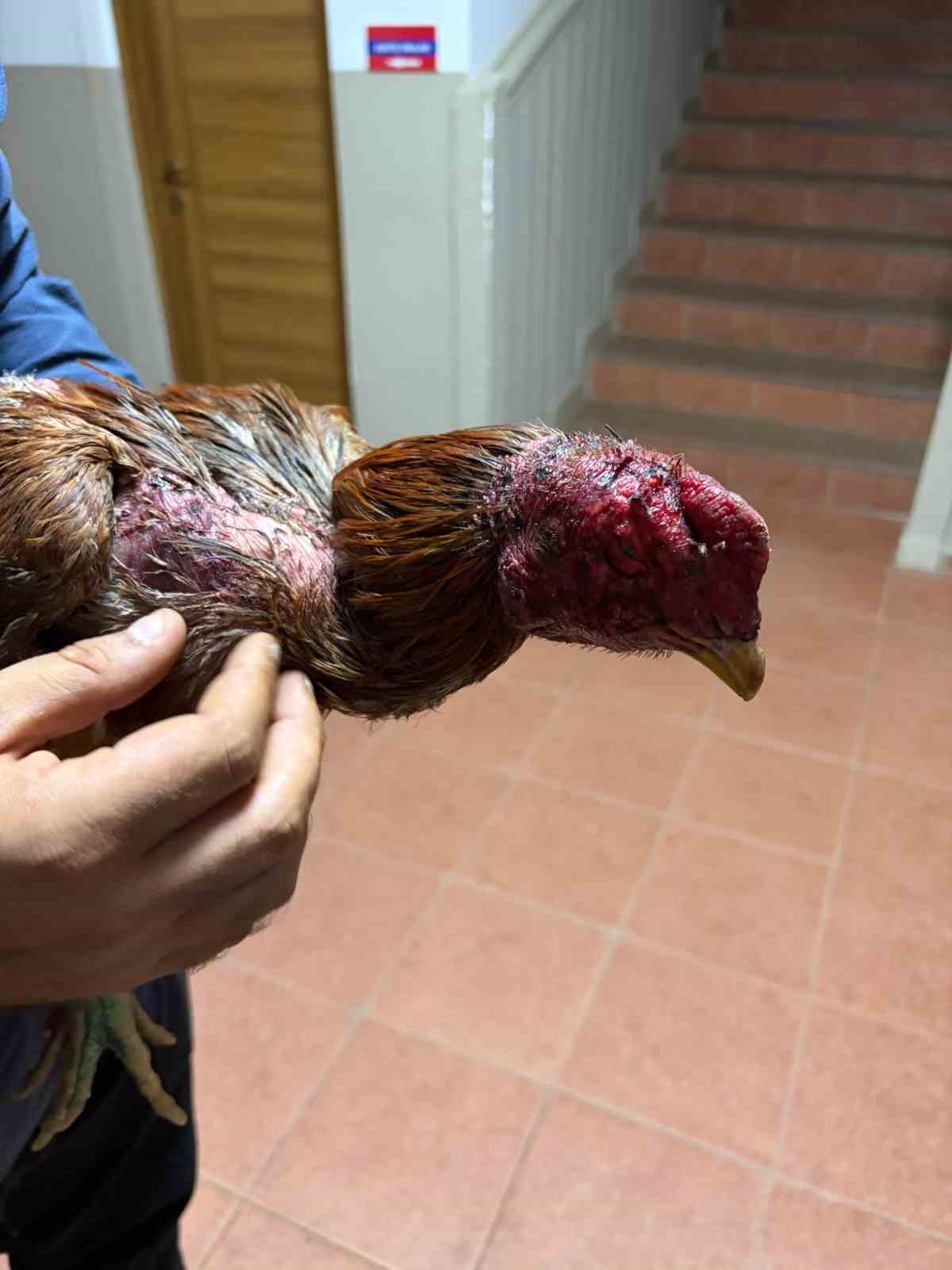 bayindirda yasa disi horoz dovusu operasyonu 3 gozalti 2 DeWFz926