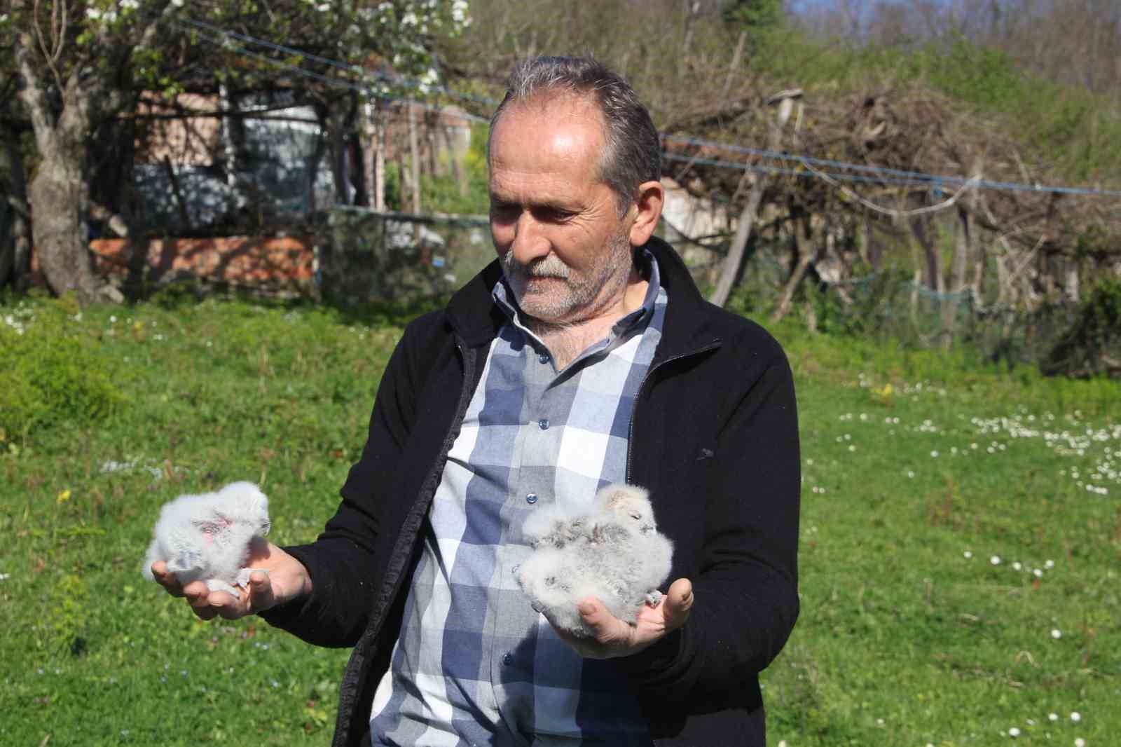 Baykuş ile çiftçinin 20 yıllık dostluğu: Her yıl aynı serendisine yuvalıyor 7 baykus ile ciftcinin 20 yillik dostlugu her yil ayni serendisine yuvaliyor 3 GzfD3lv3
