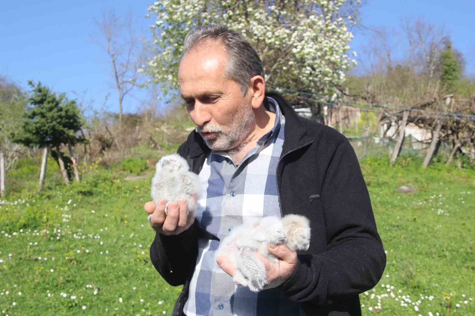 Baykuş ile çiftçinin 20 yıllık dostluğu: Her yıl aynı serendisine yuvalıyor 8 baykus ile ciftcinin 20 yillik dostlugu her yil ayni serendisine yuvaliyor 4