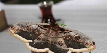 baykus-kelebegi-buyuklugu-ile-gorenleri-hayrete-dusurdu-nPJZnyT4.jpg