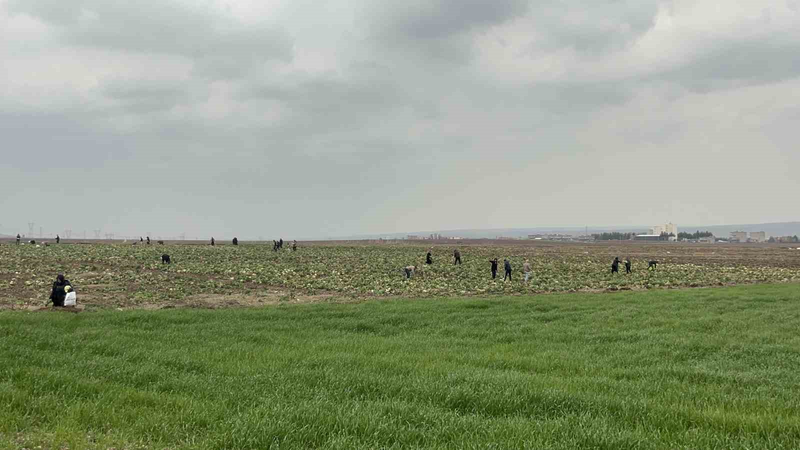 bedava lahanayi duyan yagmura ragmen tarlaya akin etti 0 j9LTYtHU