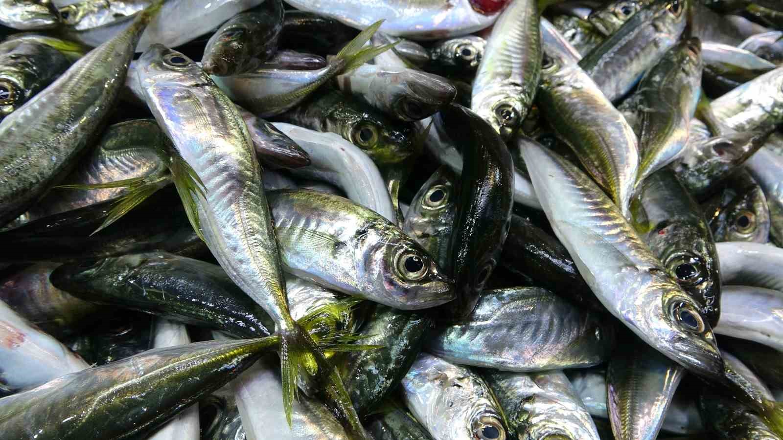 beklenen gurcistan hamsisi gelmeyince tezgahlar buzhane hamsisine kaldi 4