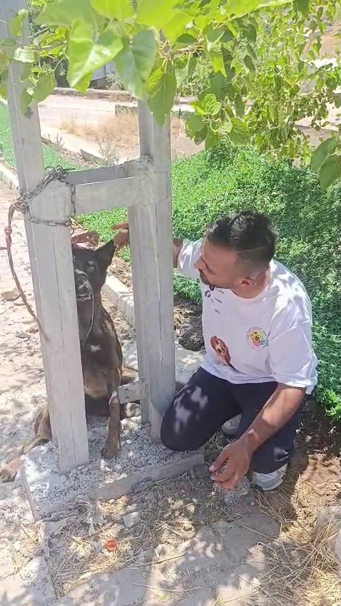Belçika kurdunu zehirleyip direğe asarak telef ettiler 4 belcika kurdunu zehirleyip direge asarak telef ettiler 0 O51VFQAf
