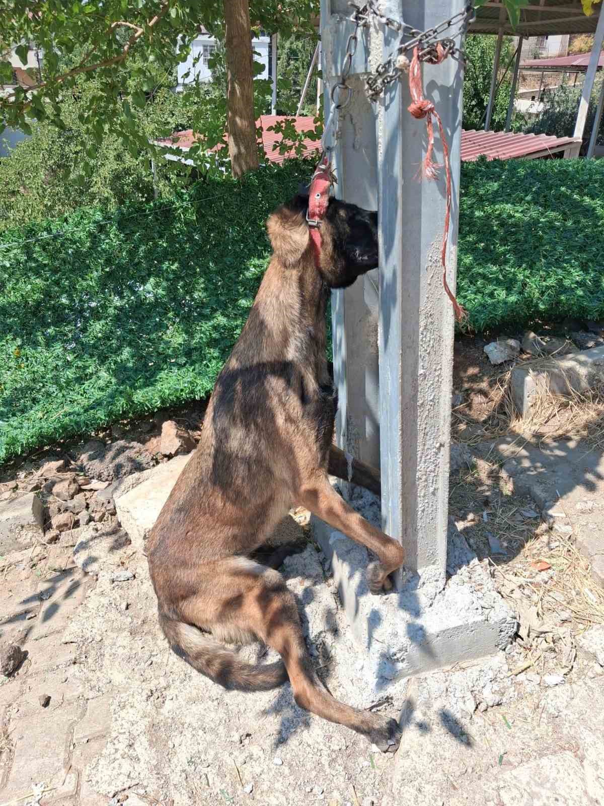 Belçika kurdunu zehirleyip direğe asarak telef ettiler 5 belcika kurdunu zehirleyip direge asarak telef ettiler 1 j7lByp9f