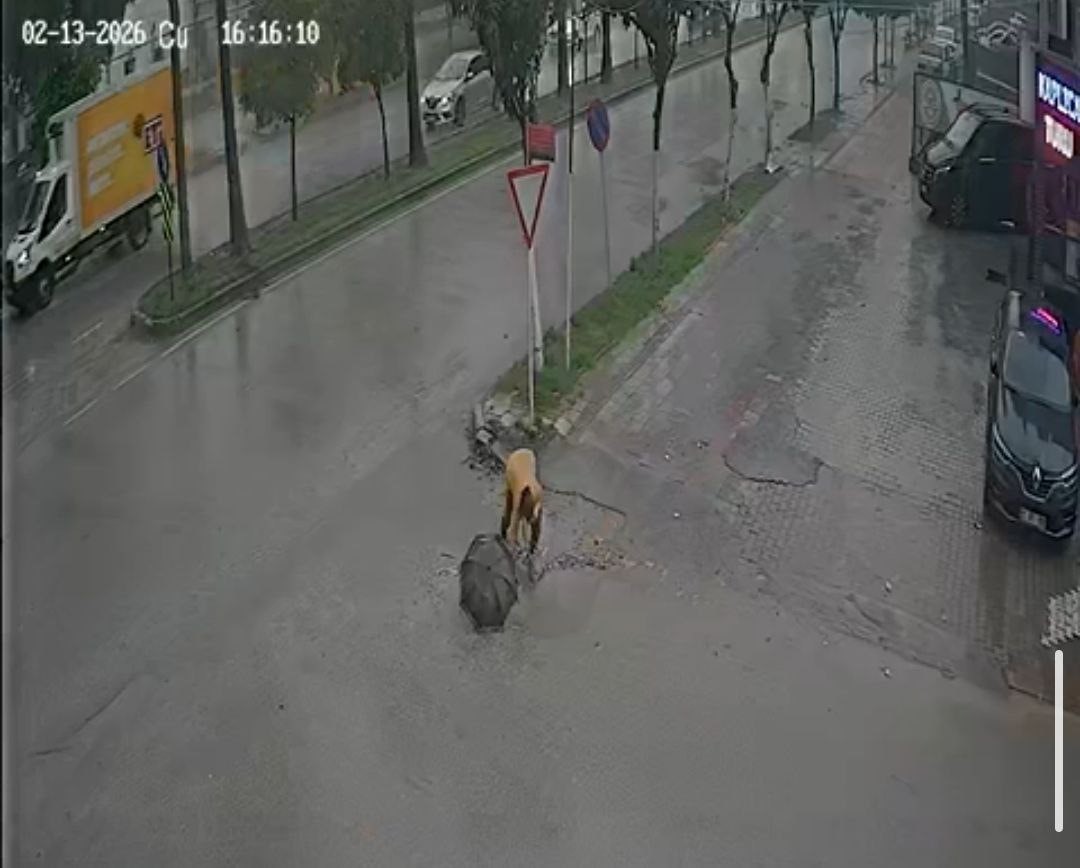 Belediyenin çakıl dökerek kapatmaya çalıştığı çukura takılan kadın hastanelik oldu 10 belediyenin cakil dokerek kapatmaya calistigi cukura takilan kadin hastanelik oldu 6 RdErP9Ow